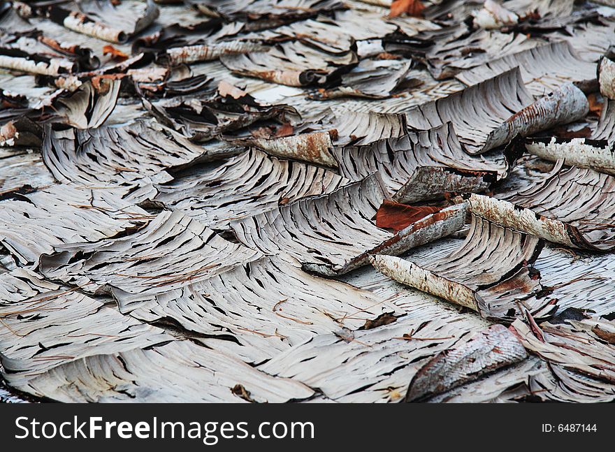 View of old, peeling tile from the exposed floor of an abandoned house. View of old, peeling tile from the exposed floor of an abandoned house.