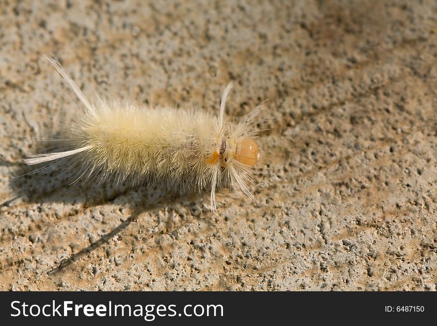 Close-up of Harris' Tussock Moth Caterpillar (Halysidota harrisii)