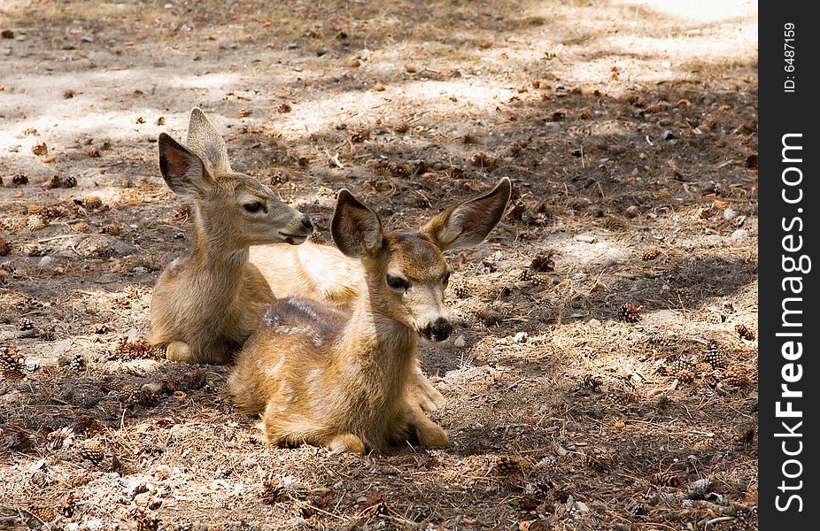 Two Mule Deer fawns lying down under the pine trees. Two Mule Deer fawns lying down under the pine trees.