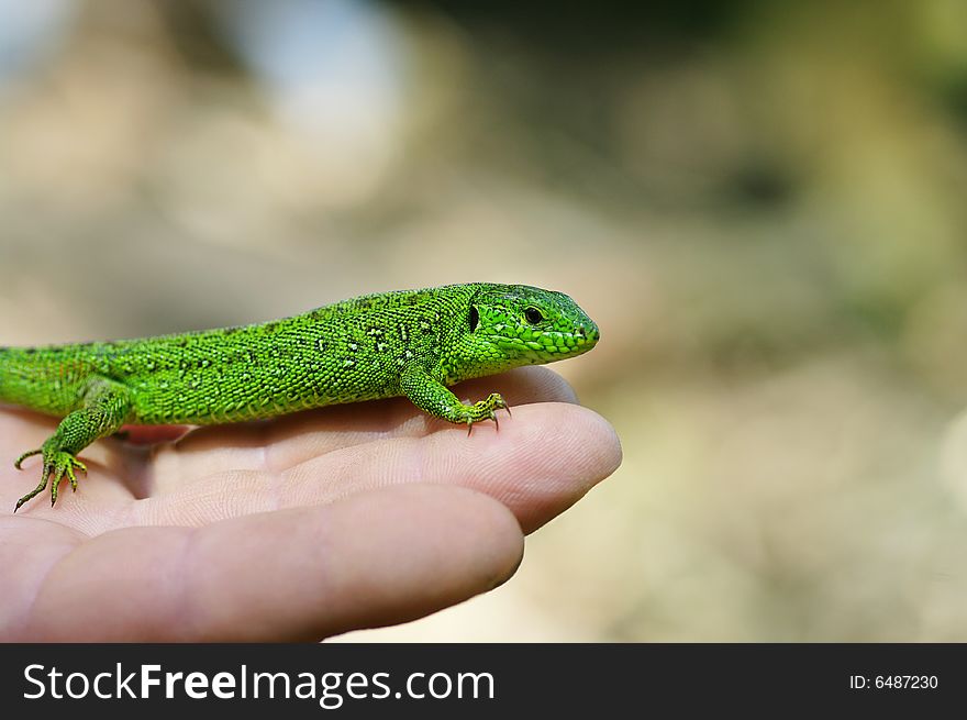 A shot of lizard in hands