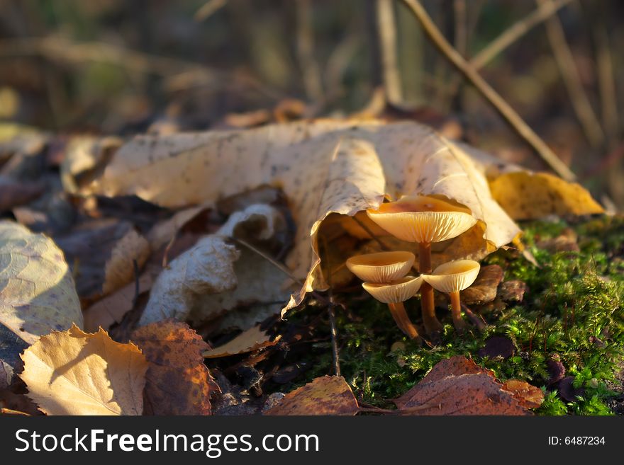 Autumn mushrooms in forest under sheet