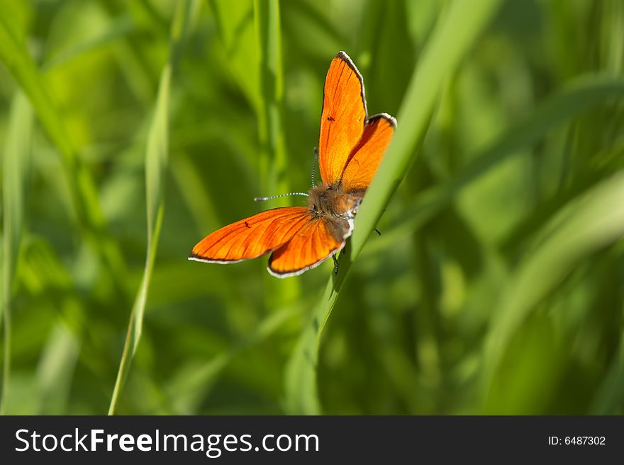Orange butterfly sitting on green blade of grass