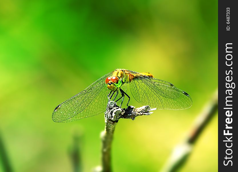 Dragonfly. Russian nature, wilderness world.