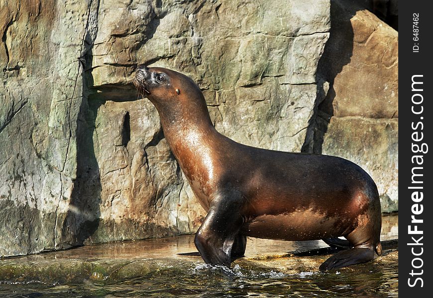 A Sealion out of water on a hard rocky edge on a sunny day