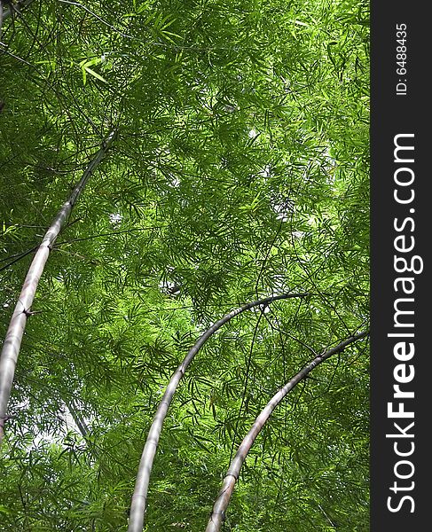 a bamboo grove in thailand