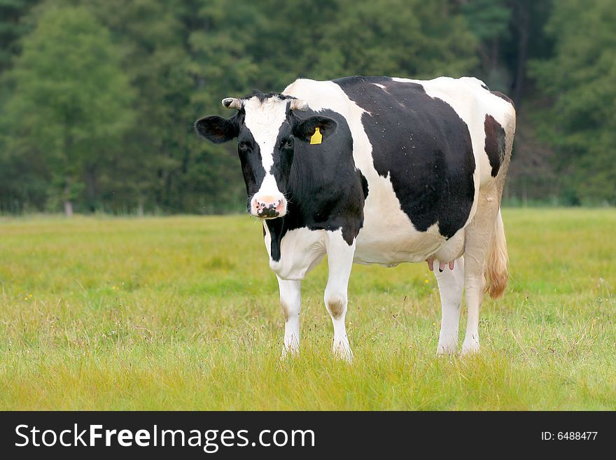 Cow On The Meadow