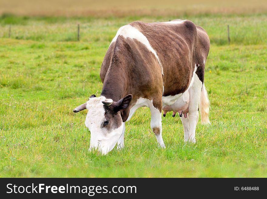 The roan grazes on the meadow. The roan grazes on the meadow