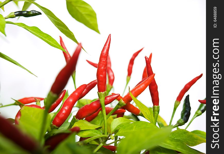 Closeup of red chili still on plant with a clear background. Closeup of red chili still on plant with a clear background.