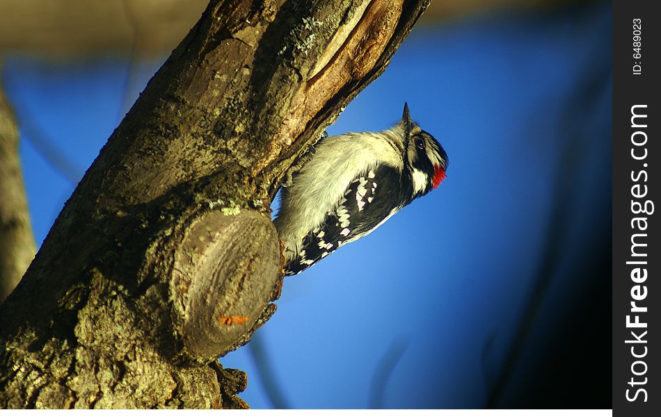 Downey Woodpecker sunning himself on a cool summer morning. Downey Woodpecker sunning himself on a cool summer morning