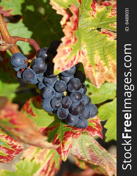 Bunch of black grapes hanging from a vine in autumn