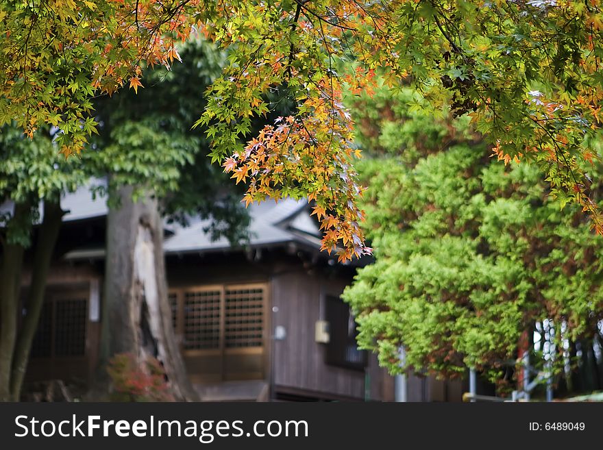 Fall leaves and Japanese home. Fall leaves and Japanese home