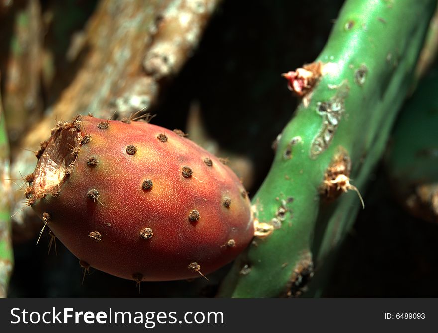 Close up of a prickly pear in the isle of Caprera