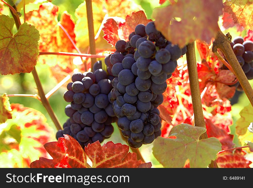 Bunches of ripe black grapes growing on a backlit vine. Bunches of ripe black grapes growing on a backlit vine