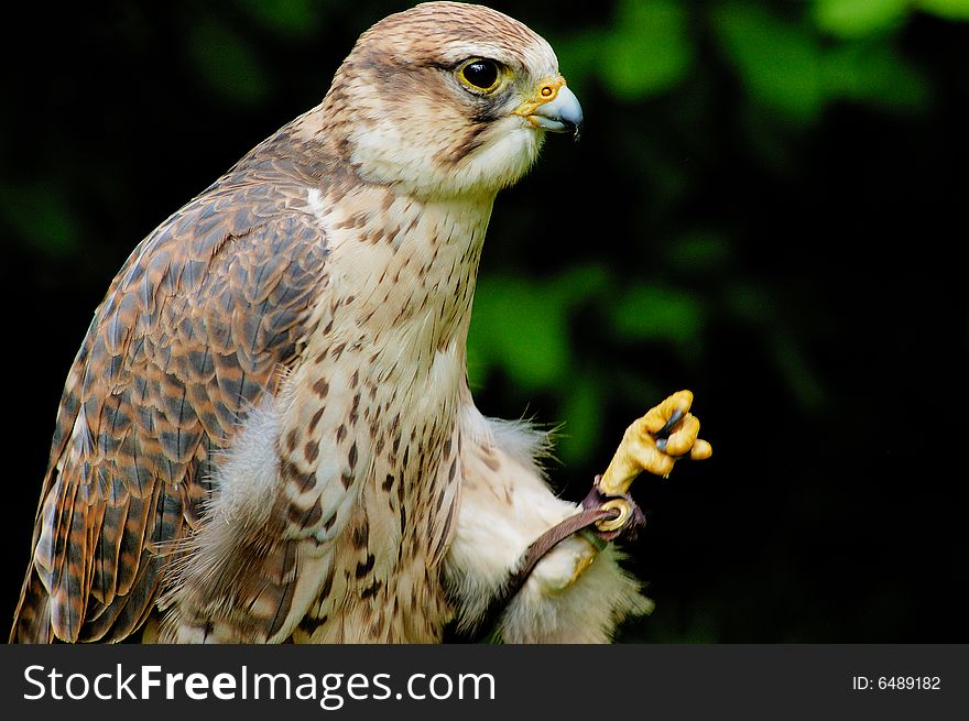 Portrait of Saker falcon female with bush as background