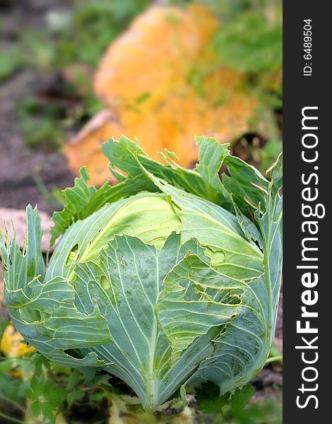 Appetizing green cabbage close-up with drops of dew. Appetizing green cabbage close-up with drops of dew