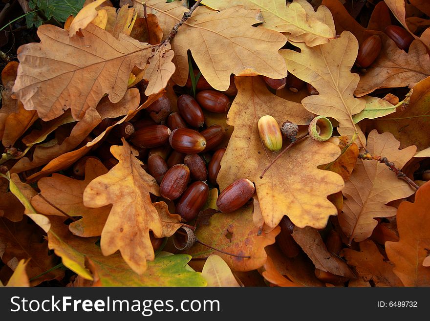 Beautuful dry autumn leaves background. Beautuful dry autumn leaves background