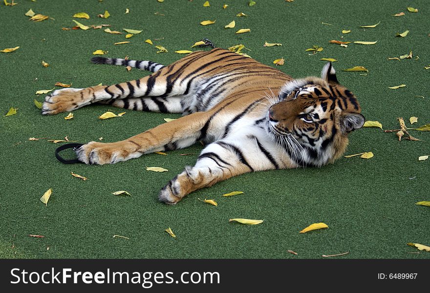 Wild tiger lie on lawn