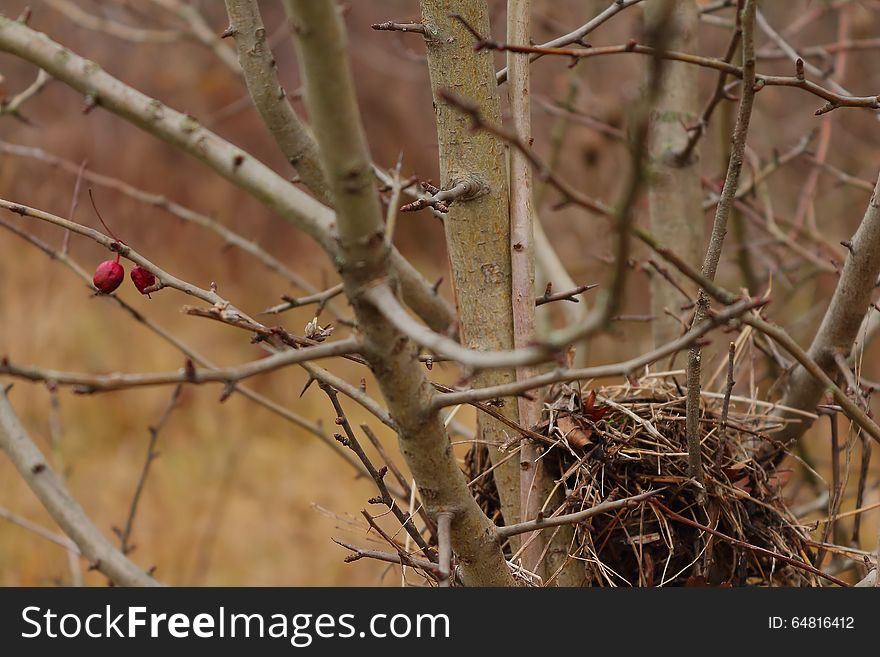 Nest In The Bush Of Hawthorn