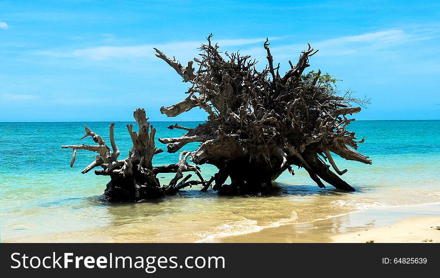 Uprooted tree on a beach