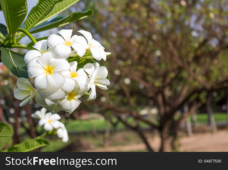 Group of Plumeria in spring
Group of Plumeria
Group of Plumeria and sunlight
Group of Plumeria in morning. Group of Plumeria in spring
Group of Plumeria
Group of Plumeria and sunlight
Group of Plumeria in morning