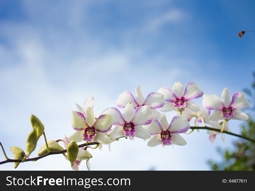 Orchid flower and sky blue in spring
orchid flower and sky blue background
orchid flower background
orchid flower