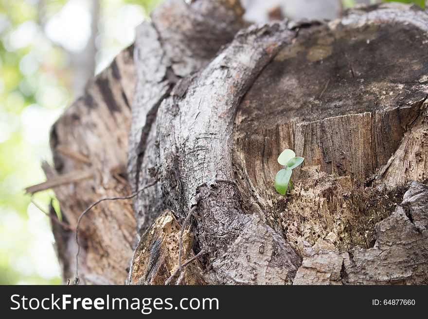 Parasitic plants
environment
The trees are growing