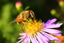 Bee And Flower Royalty Free Stock Photography
