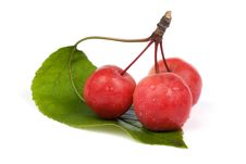 Paradise Apple Royalty Free Stock Photo Paradise Apple Royalty Free Stock Photo