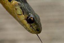 Garter Snake Head Royalty Free Stock Photography Garter Snake Head Royalty Free Stock Photography