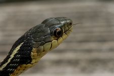 A Snake Head Stock Photo A Snake Head Stock Photo