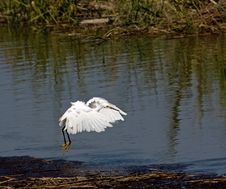 Flying Egret Stock Images