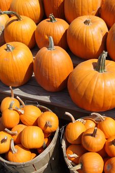 Pumpkins Stock Photo Pumpkins Stock Photo