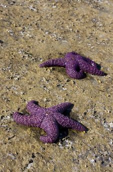 Two Purple Starfish Royalty Free Stock Photo Two Purple Starfish Royalty Free Stock Photo