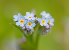 Forget-me-nots Royalty Free Stock Image