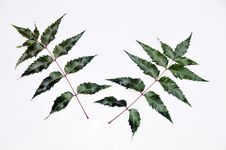 Neem Royalty Free Stock Photo Neem Royalty Free Stock Photo