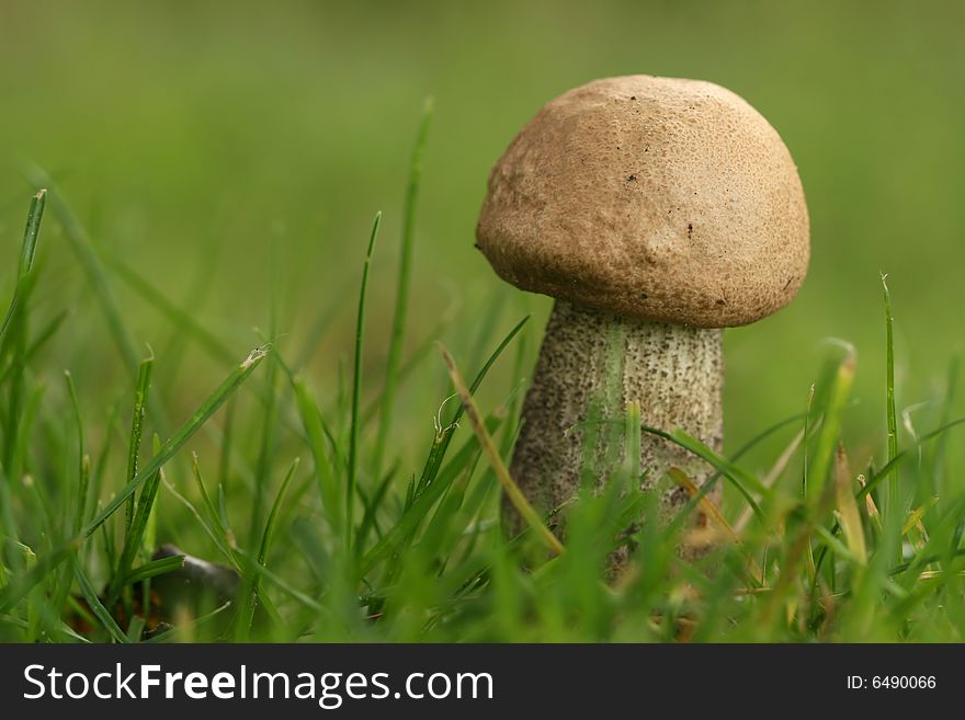 Autumn scene: brown mushroom in a field of grass