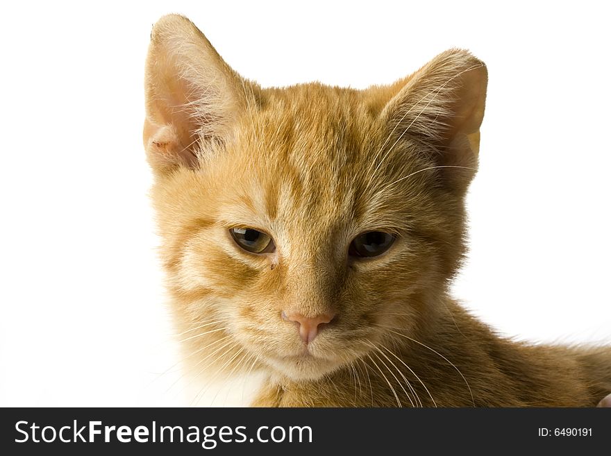 Detail of a small cat on white background