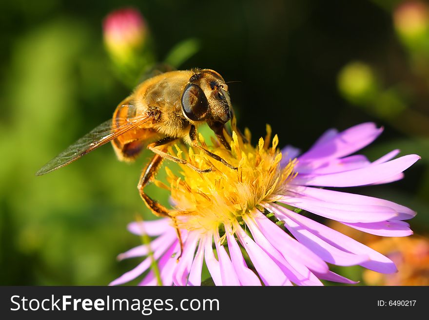 Bee on the top of the porple flower. Bee on the top of the porple flower