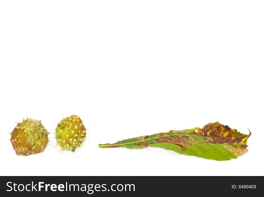 Chestnut leaf detail on white background