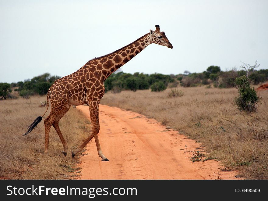 African giraffe crossing the path, Kenya. African giraffe crossing the path, Kenya