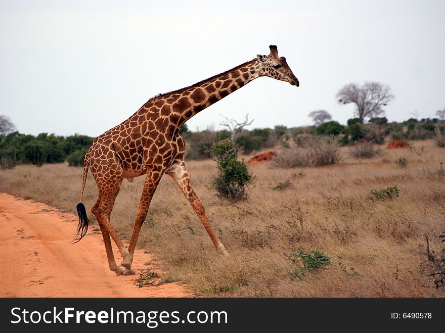 African giraffe crossing the path, Kenya. African giraffe crossing the path, Kenya