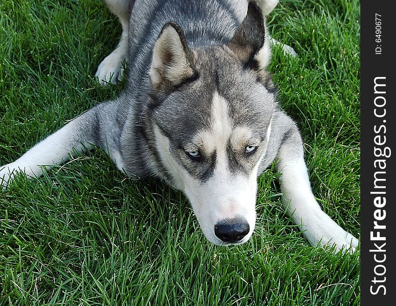 Husky in a playful mood