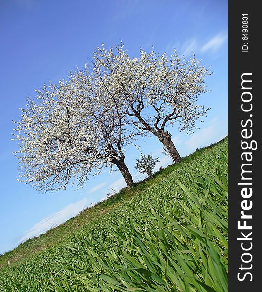 Trees look like family on walking. In fron of tree is agriculture field. Located in Velké Hoštice, Czech Republic. Trees look like family on walking. In fron of tree is agriculture field. Located in Velké Hoštice, Czech Republic.