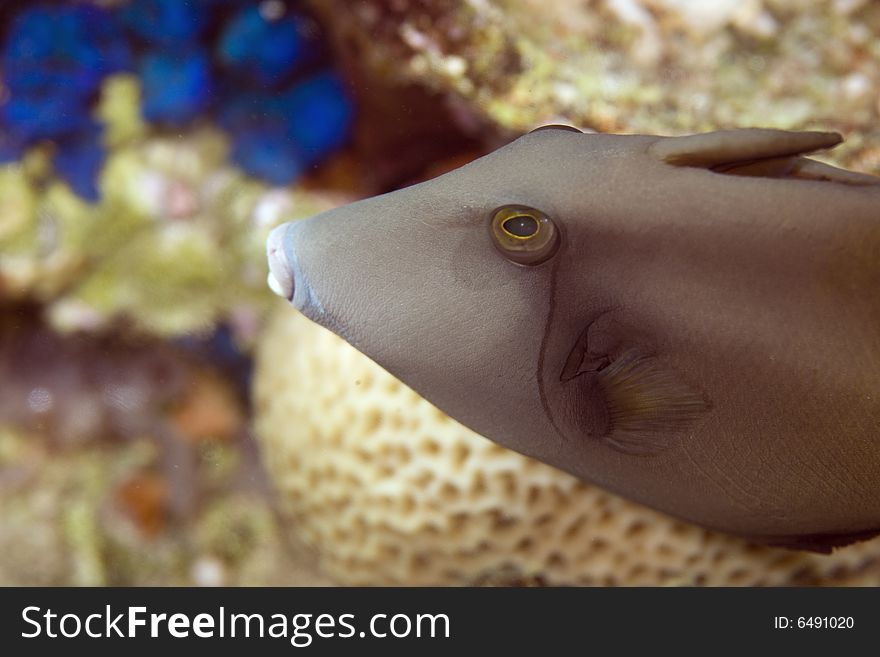 Bridled triggerfish (sufflamen fraenatus) taken in the Red Sea.