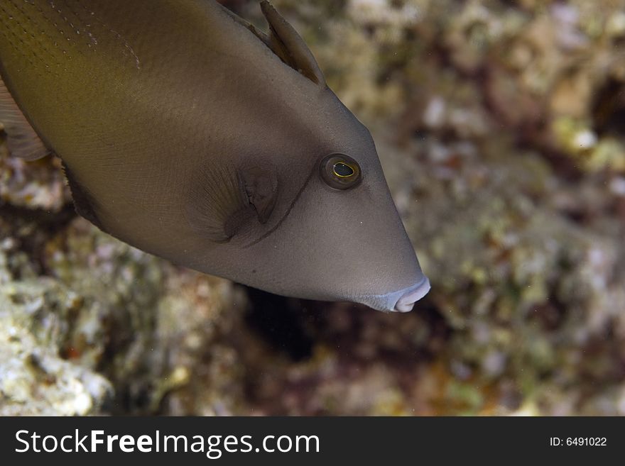 Bridled triggerfish (sufflamen fraenatus) taken in the Red Sea.