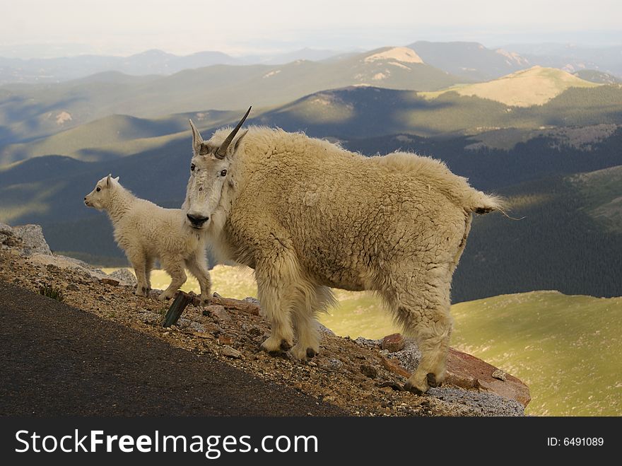 Mother and baby mountain goat on a warm day in the Rocky mountains. Mother and baby mountain goat on a warm day in the Rocky mountains