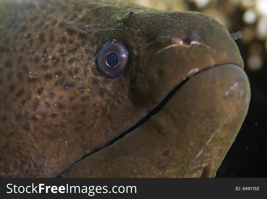 Giant moray (gymnothorax javanicus) taken in the Red Sea.