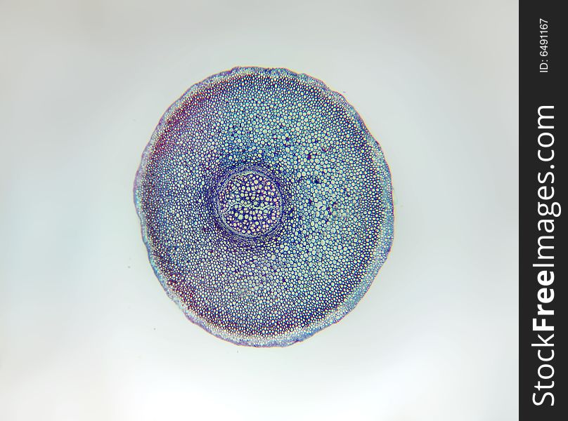 Gleichenia (Staghorn) fern rhizome, microscopic cross section 20X. Gleichenia (Staghorn) fern rhizome, microscopic cross section 20X