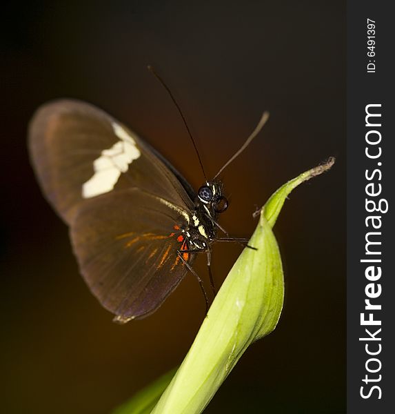 Tropical butterfly perched on a leaf in the afternoon