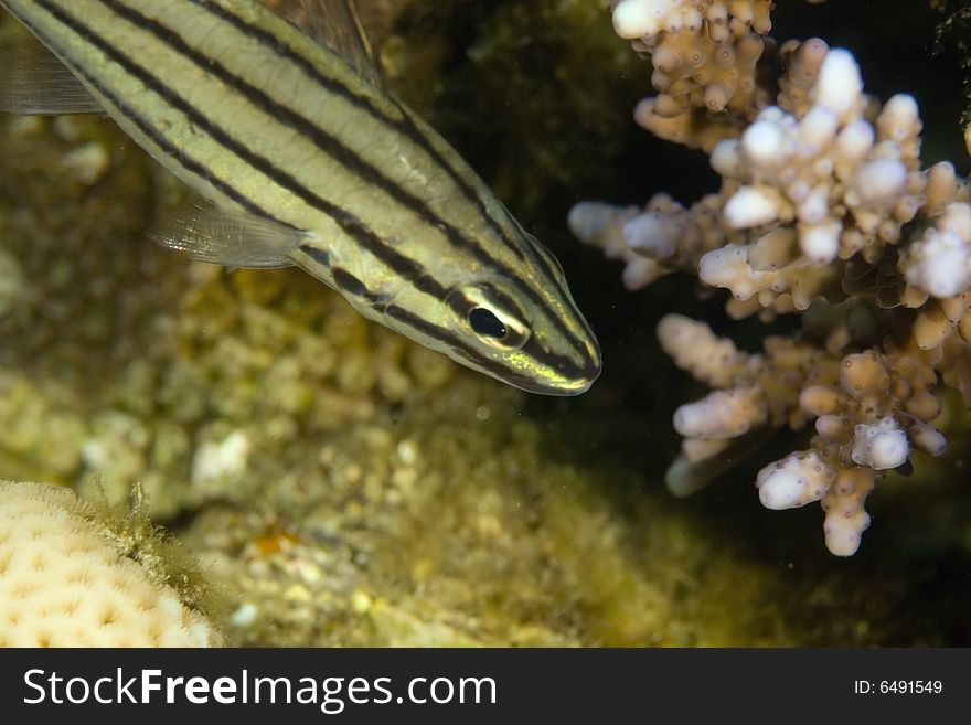 Fiveline cardinalfish (cheilodipterus quiquelineatus) taken in the Red Sea.
